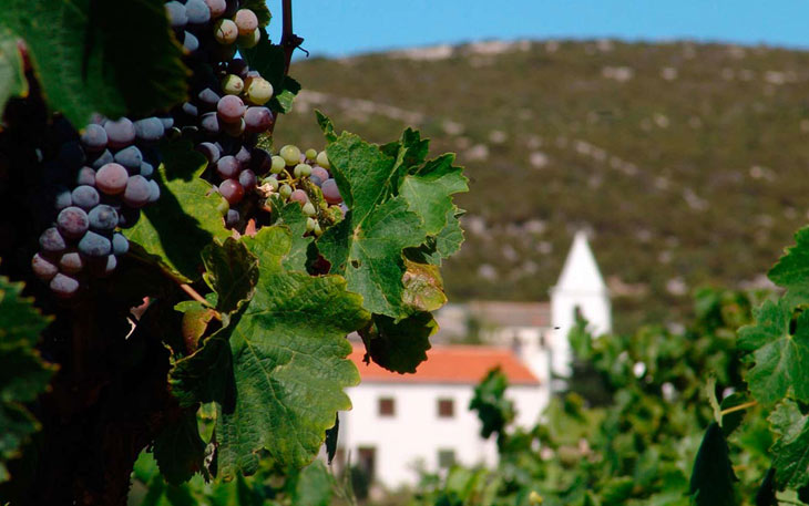 Vinogradarstvo na otoku Pagu