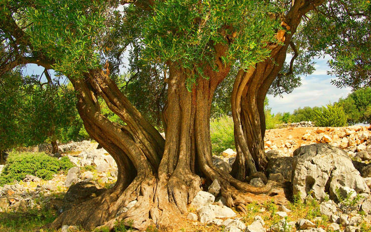 Produzione di olive