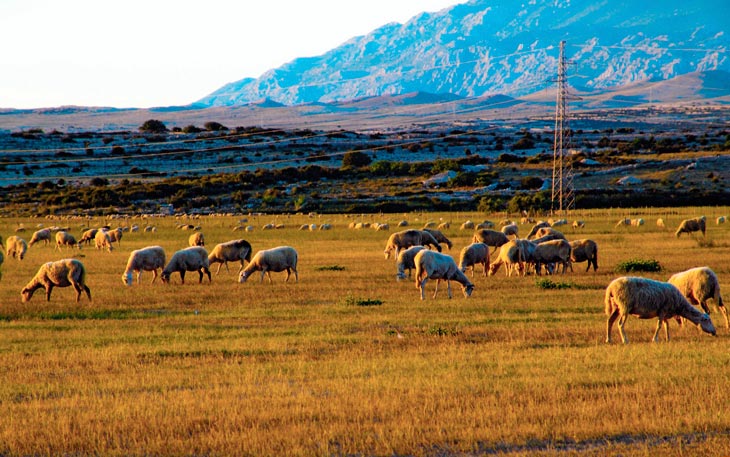 Sheep farming